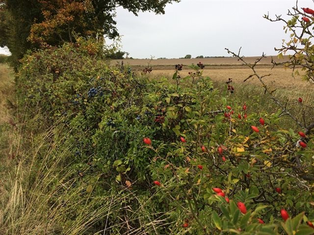 Holwell hedgerow Autumn 2018 NHC